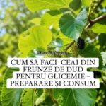 Ceai din frunze de dud pentru reglarea glicemiei
