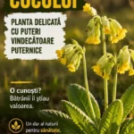 Floarea ciuboțica cucului, delicată, înflorită în primăvară.