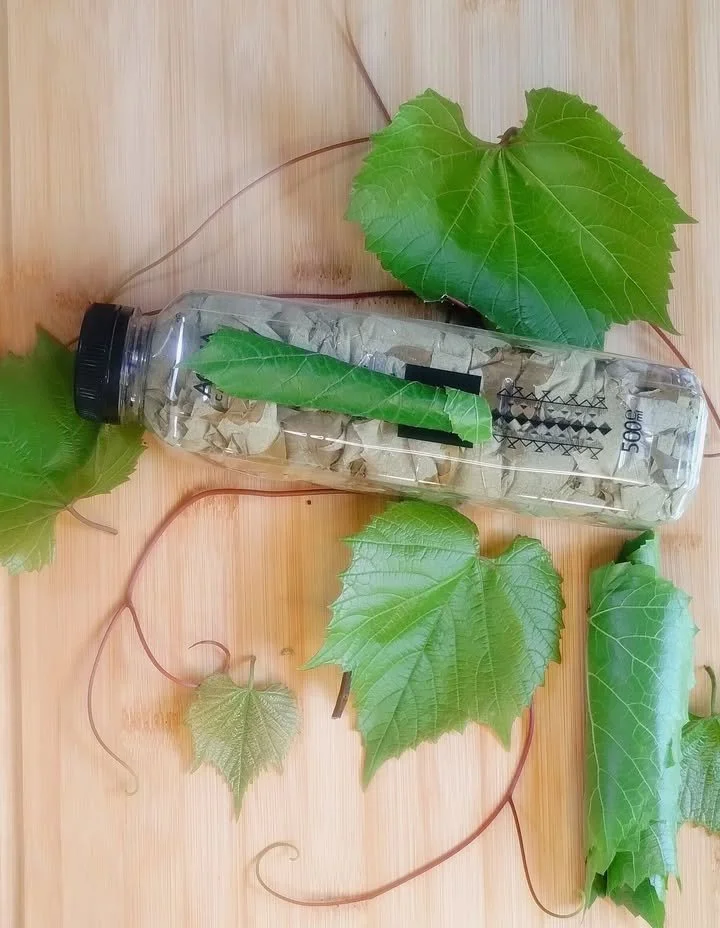 Frunza de vie la sticlă pentru rețete de iarnă