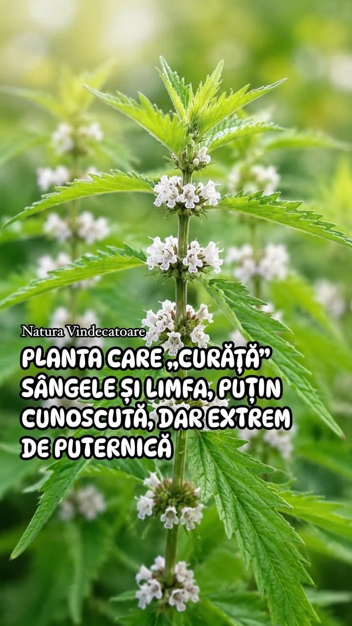 Plante care curăță șangele și limfa în medicina naturistă