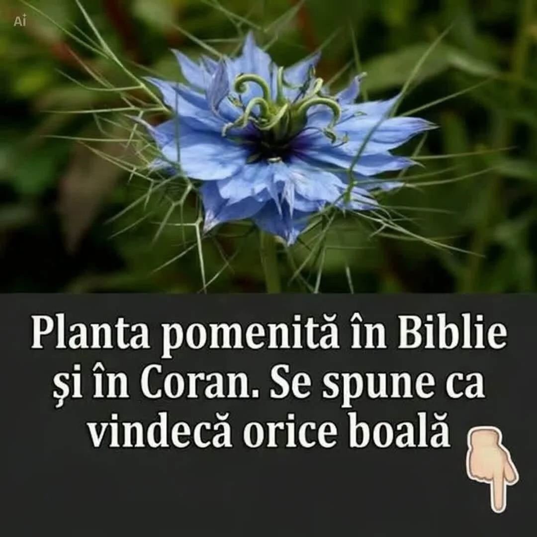 Planta vindecătoare menționată în Biblie și Coran, cunoscută pentru proprietățile sale curative.