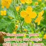 Rostopasca, planta galbenă cu beneficii și putere medicinală