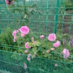 Trandafir rosu in gradina, simbol al frumusetii si iubirii