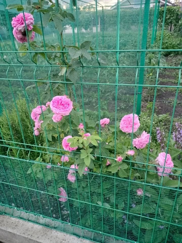 Trandafir rosu in gradina, simbol al frumusetii si iubirii